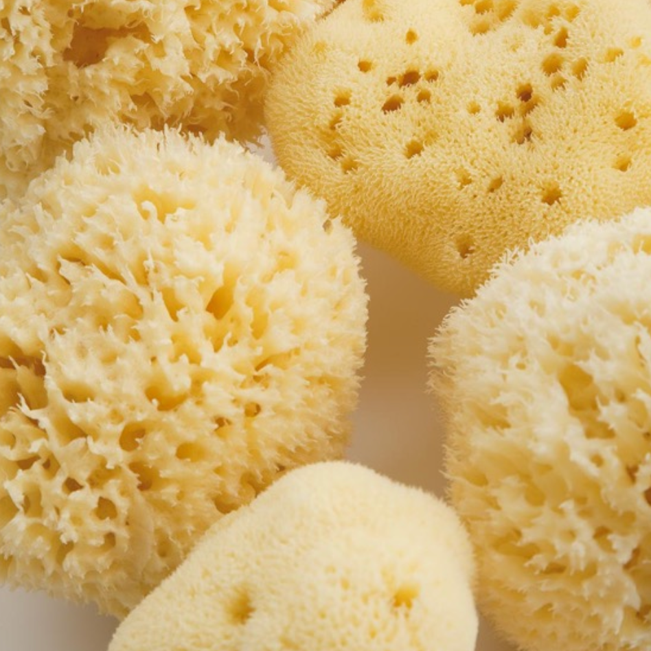 Bellini Sponges - Collection