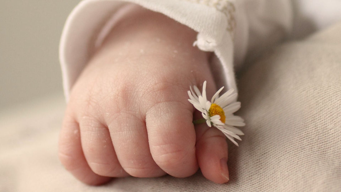 newborn baby hand holding a daisy delicate and sweet
