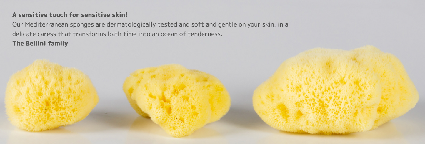 Bellini Sponges - Natural Sea Sponges Size - sea sponges